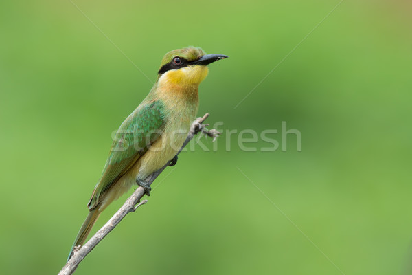 A Little-Bee Eater (Merops pusillus) perched on a stick Stock photo © davemontreuil