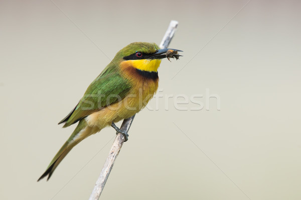 Little-Bee Eater (Merops pusillus) perched holding a bee Stock photo © davemontreuil