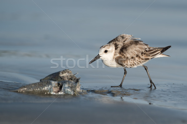 Sanderling (Caladris alba) in a protective posture guarding its  Stock photo © davemontreuil