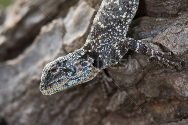 Lagarto azul animal africano Malavi Foto stock © davemontreuil