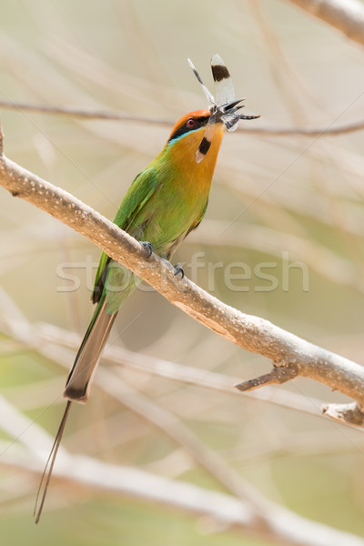 Böhm's bee-eater (Merops boehmi) proudly holding a dragonfly Stock photo © davemontreuil