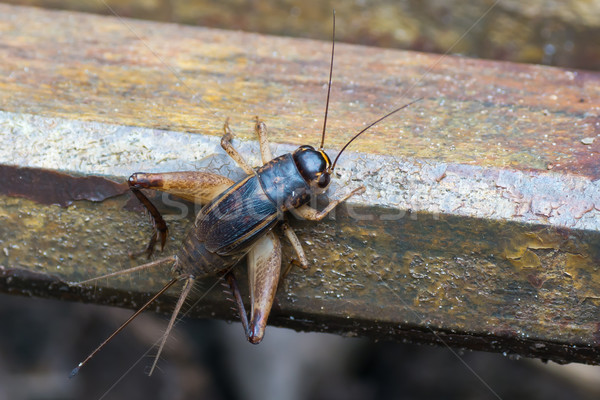 Large Cricket from West Africa Stock photo © davemontreuil