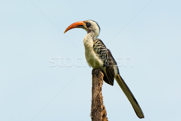 Perching Western Red-Billed Hornbill Stock photo © davemontreuil