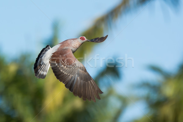 Speckled Pigeon (Columba Guinea) in Flight Stock photo © davemontreuil