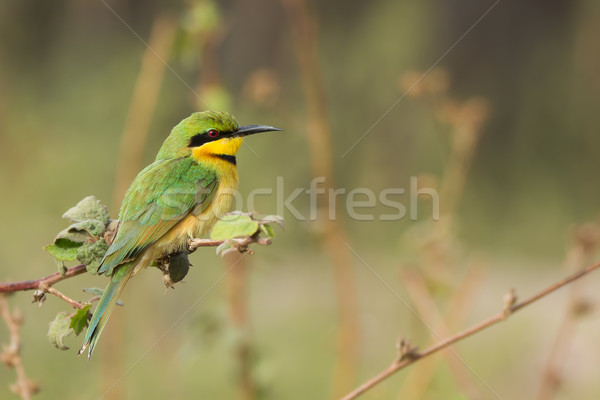 Little Bee-Eater (Merops pusillus) Stock photo © davemontreuil