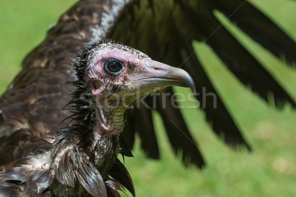 A close up of an extremely wet Hooded Vulture Stock photo © davemontreuil