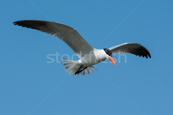 Caspian Tern in flight with tail feathers spread Stock photo © davemontreuil