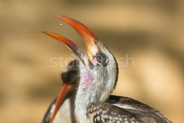 Western Red-Billed Hornbill tossing up a small seed Stock photo © davemontreuil