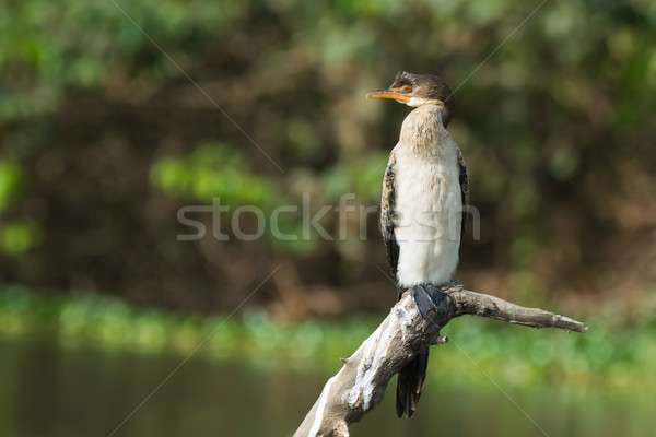 Long-Tailed Cormorant on a lovely perch over looking a stream Stock photo © davemontreuil
