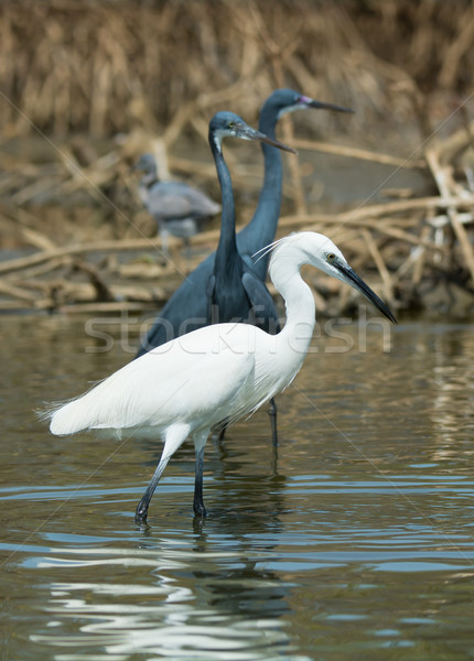 A white Western Reef Heron (Egretta gularis) fishing in front of Stock photo © davemontreuil