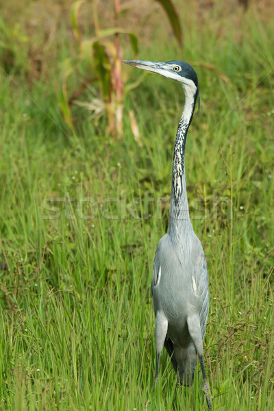 Black-headed Heron (Ardea melanocephala) standing erect in green Stock photo © davemontreuil