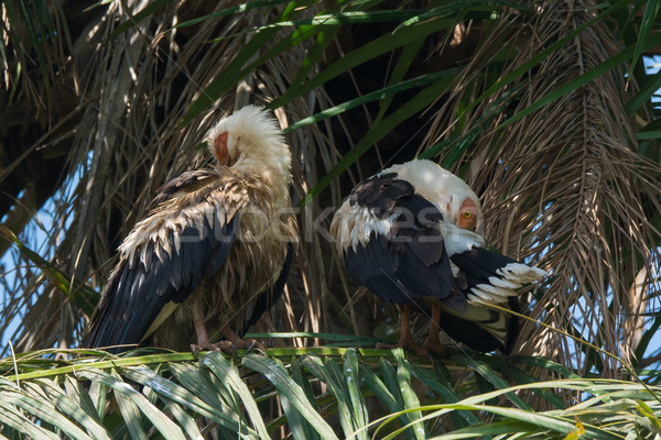 Two Palm-Nut Vultures preening in a Palm Tree Stock photo © davemontreuil