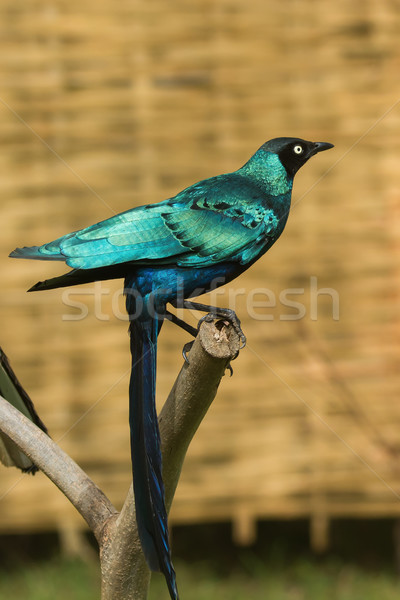 Long-Tailed Starling with long tail feathers hanging down Stock photo © davemontreuil