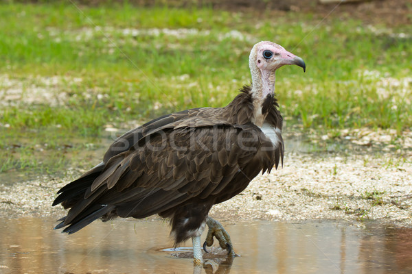 Vautour permanent [[stock_photo]] © davemontreuil