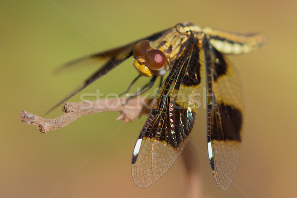 Vrouwelijke weduwe libel west afrika zwarte Stockfoto © davemontreuil