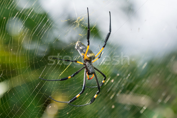 Golden Silk Orb Weaving Spider on Web Stock photo © davemontreuil