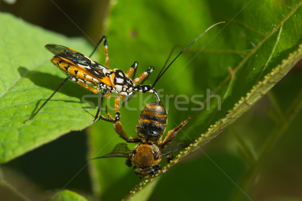 Fiore assassino bug miele di ape africa cool Foto d'archivio © davemontreuil