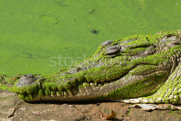 Sleeping West African Crocodile Stock photo © davemontreuil