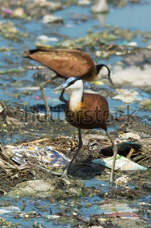 Two African Jacanas searching for food on floating refuse and se Stock photo © davemontreuil