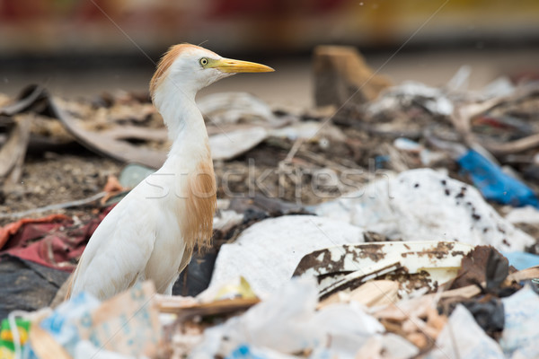 A Cattle Egret (Bubulcus ibis) searching a dump for flies and ma Stock photo © davemontreuil