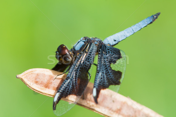 Mannelijke weduwe libel zijaanzicht west afrika Stockfoto © davemontreuil