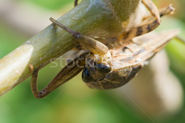 Stock photo: Close up of a Water Scorpion with photographer reflected in its 