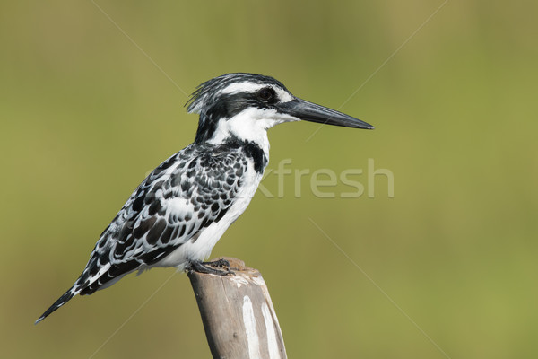 Pied Kingfisher (Ceryle rudis) female perched on a wooden post Stock photo © davemontreuil