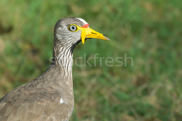 Head Shot of an African Wattled Plover - Vanellus Senegallus Stock photo © davemontreuil