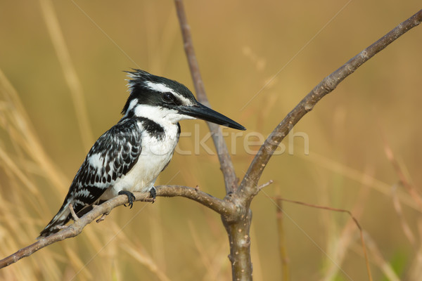 Pescarus ramură Africa negru profil frumos Imagine de stoc © davemontreuil