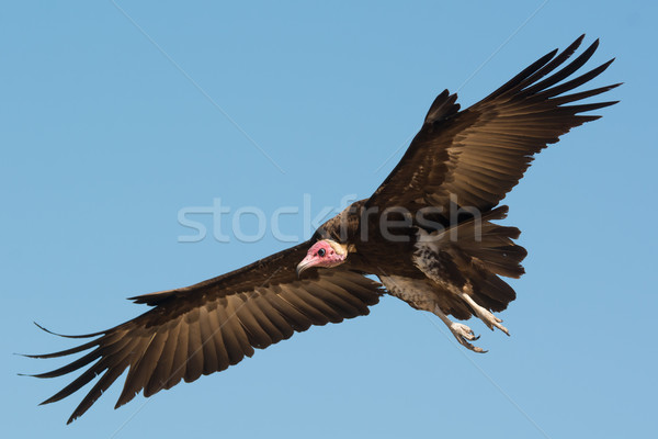 Hooded Vulture (Necrosyrtes manachus)  in flight Stock photo © davemontreuil