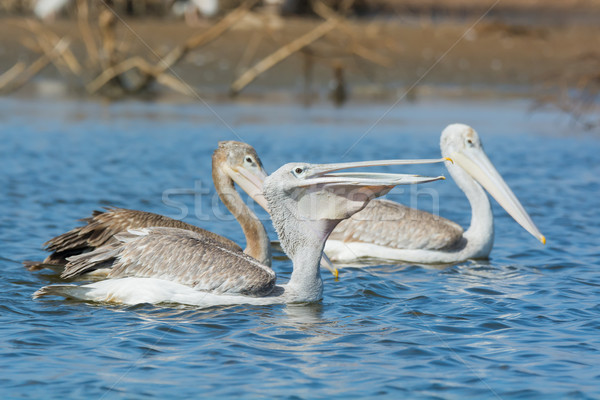 Pink-backed Pelican swallowing some fish Stock photo © davemontreuil