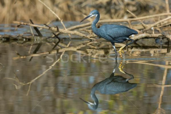 A Western Reef Heron with foot raised reflected in shallow water Stock photo © davemontreuil
