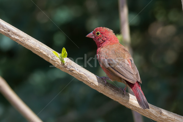 Male Red-billed Firefinch (Lagonosticta senegala) perched on a b Stock photo © davemontreuil