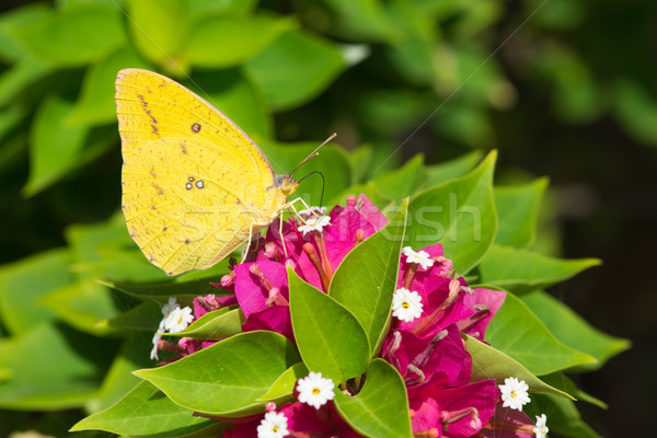 Catopsilia Florella - African Migrant female Butterfly Stock photo © davemontreuil