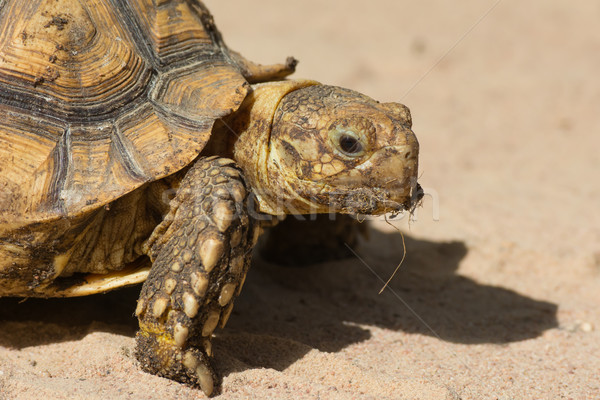 Stockfoto: Baby · afrikaanse · schildpad