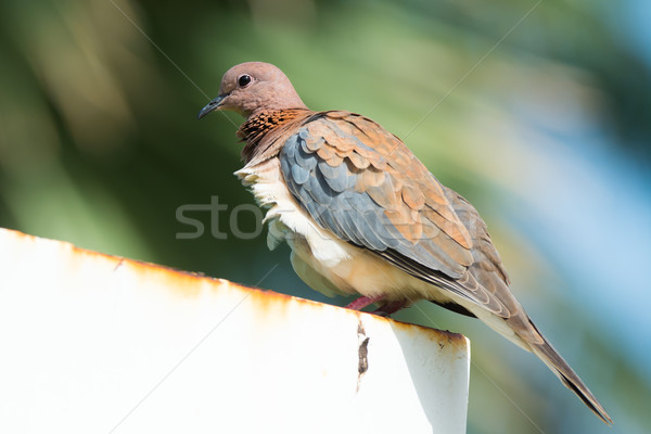 Stretopelia senegalensis - Laughing Dove on a breezy day Stock photo © davemontreuil
