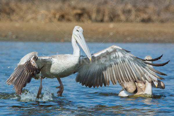 Pink-backed Pelican rushing forwards to dive for fish Stock photo © davemontreuil