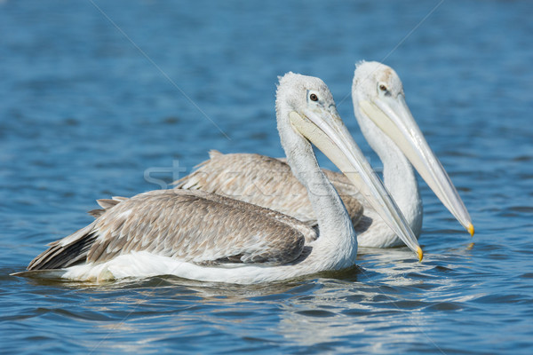 Two Pink-backed Pelicans swimming side by side Stock photo © davemontreuil