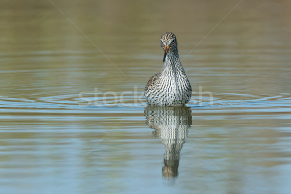 A frontal view of a Common Redshank (Tringa totanus) standing in Stock photo © davemontreuil