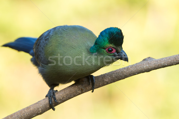 Purple-crested turaco (Tauraco porphyreolophus) leaning over Stock photo © davemontreuil