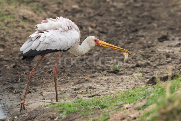 Yellow-billed stork (Mycteria ibis) holding a frog in it's bill Stock photo © davemontreuil