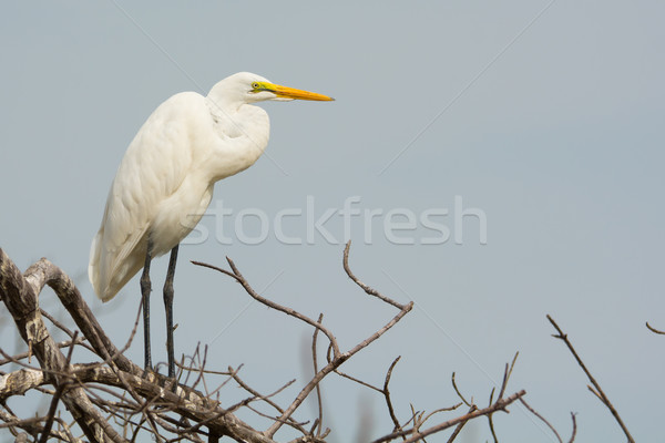 Great White Egret (Egretta alba) Stock photo © davemontreuil