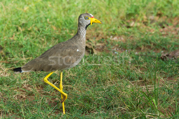 Profile of an adult African Wattled Plover - Vanellus Senegallus Stock photo © davemontreuil