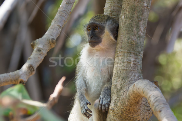 Young Green Vervet Monkey Stock photo © davemontreuil