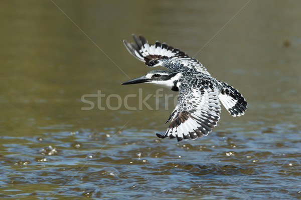 [[stock_photo]]: Kingfisher · battant · faible · eau · poissons · Afrique