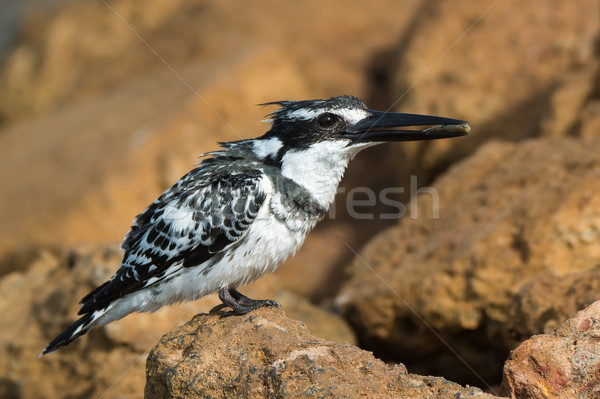 Pied Kingfisher with ruffled feathers holding a fish in its beak Stock photo © davemontreuil