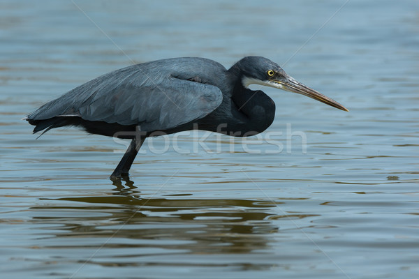 A Western Reef Heron (Egretta gularis) copying the hunting style Stock photo © davemontreuil