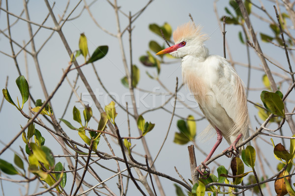 A Cattle Egret (Bubulcus ibis) in breeding plumage perched in th Stock photo © davemontreuil