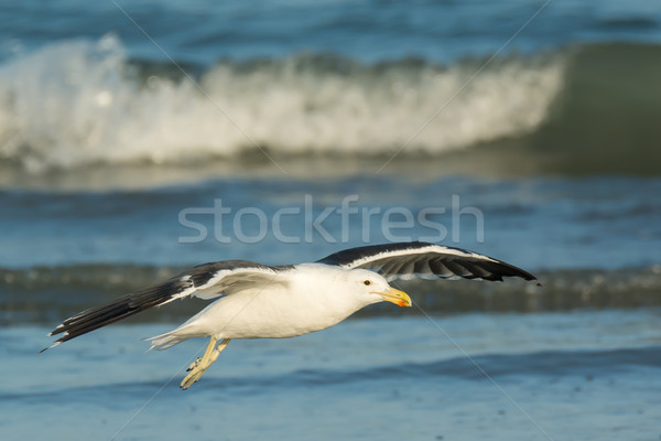 Kelp Gull soaring over the waves Stock photo © davemontreuil