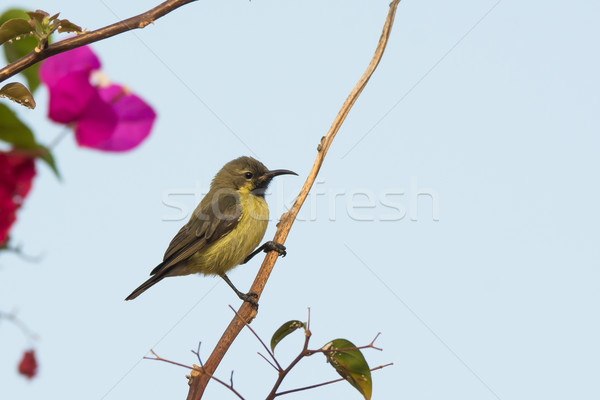 Female Beautiful Sunbird on a perch Stock photo © davemontreuil